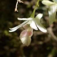 Dendrobium panduratum subsp. panduratum Lindl.